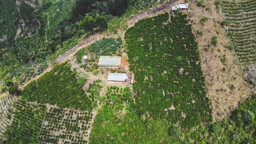 Solo Sabado™ - Medium Roast