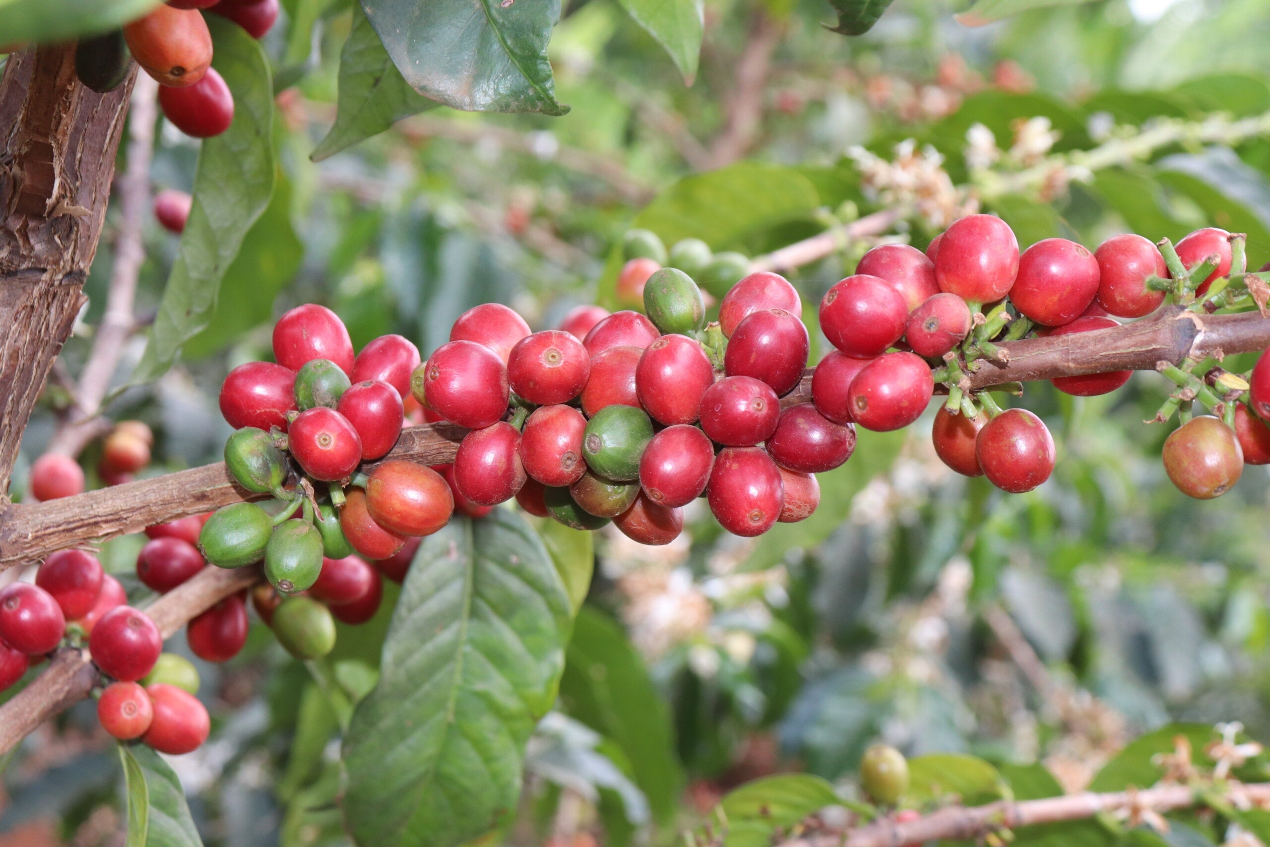 New Light™ - Medium Roast