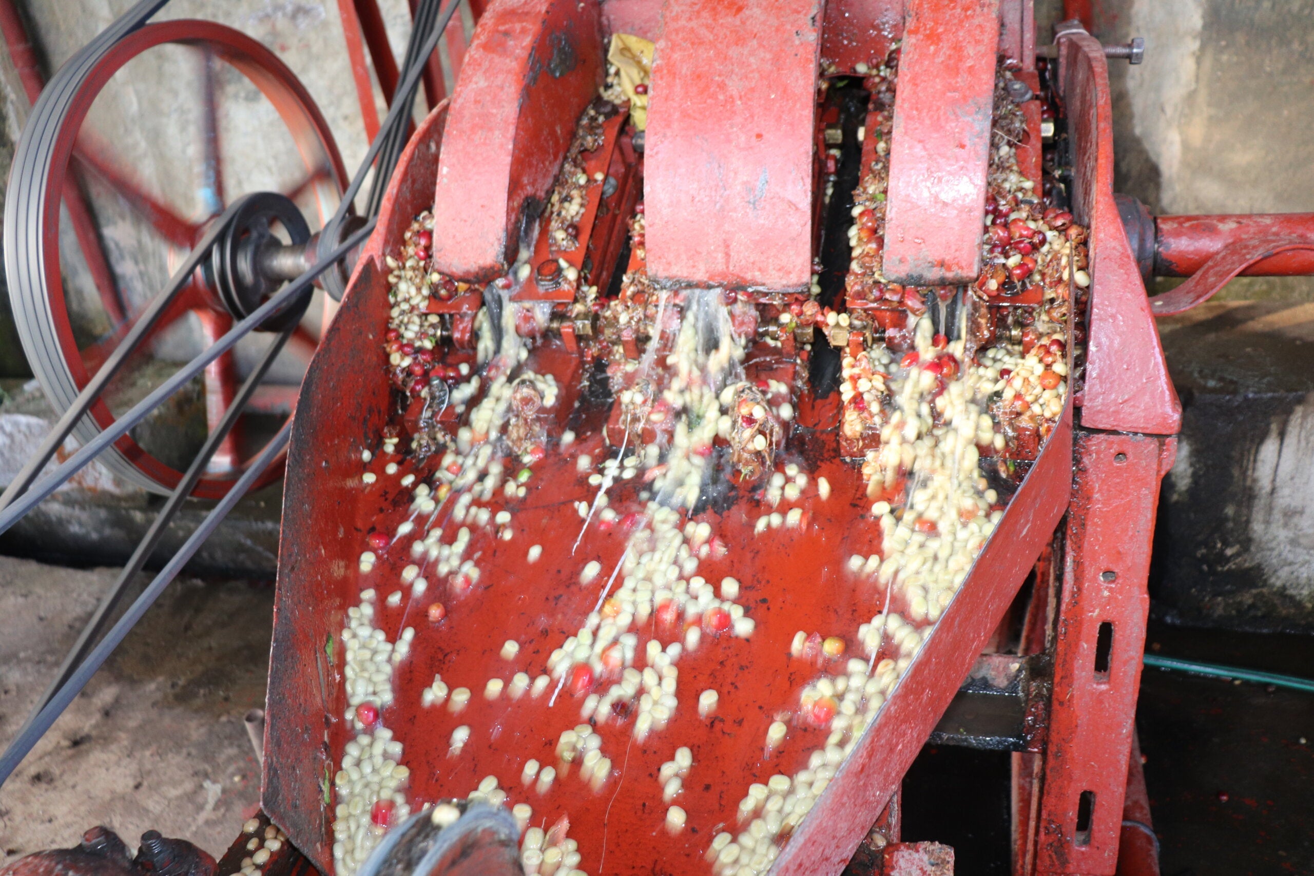 New Light™ - Medium Roast